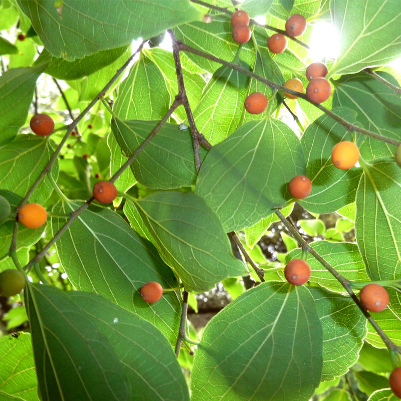 Celtis sinensis (Japanese Hackberry)