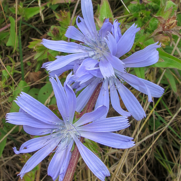 Cichorium