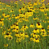 ECHINACEA paradoxa (Yellow Coneflower)