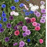 Centaurea cyanus (Cornflower, Polka Dot Mix)
