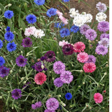 Centaurea cyanus Cornflower, Polka Dot Mix