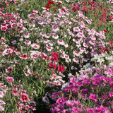DIANTHUS hybridus 'Large Flowered Mix' (Dianthus - Large Flowered Mix)