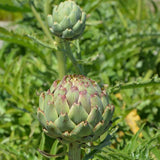 Artichoke, Green Globe (Cynara scolymus)