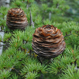 Cedrus libani (Lebanon Cedar)