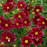 COREOPSIS tinctoria (Dwarf Red Plains Coreopsis)
