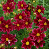 COREOPSIS tinctoria Dwarf Red Plains Coreopsis