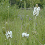 DALEA candida (Prairie Clover, White)