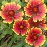 GAILLARDIA pulchella (Indian Blanket)