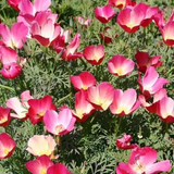 ESCHSCHOLZIA californica 'Carmine King' (California Poppy, Bi-Color Carmine King)