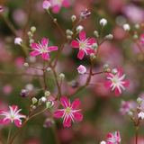 GYPSOPHILA elegans (Baby's Breath, Carmine)