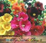 Alcea rosea (Hollyhock, Single Mixed)