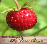 Fragaria vesca (Wild Strawberry, Woodland Strawberry, Alpine Strawberry, European Strawberry, Fraise des bois)