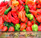 Ghost Pepper / Bhut Jolokia Pepper, HOT (Capsicum annuum)