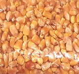 Reid's Yellow (Yellow Dent Field Corn - Heirloom Corn) (Zea mays)