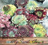 Sempervivum Hybridum  (Hen & Chicks Cactus Mixed) Succulent Seeds - 1,000 Seeds Per Pack