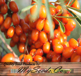 Hippophae rhamnoides (Sea Buckthorn, Seaberry)