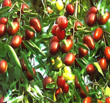 Ziziphus jujuba (Jujube, Chinese Date)