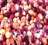 Indian Corn - Oldest varieties of Heirloom Corns (Zea mays)