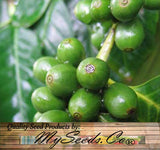 Coffea arabica (Arabian Coffee, Coffee Tree)