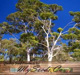 Eucalyptus Corymbia citriodora (Lemon-Scented Gum, Blue Spotted Gum, Lemon Eucalyptus)