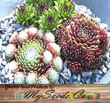 Sempervivum Hybridum  (Hen & Chicks Cactus Mixed) Succulent Seeds - 1,000 Seeds Per Pack