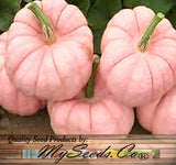 Porcelain Doll F1 Pink Pumpkin (Cucurbita maxima)