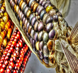 Indian Corn - Oldest varieties of Heirloom Corns (Zea mays)