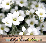 Cerastium biebersteinii (Snow-in-Summer)