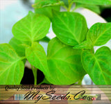 Ghost Pepper / Bhut Jolokia Pepper, HOT (Capsicum annuum)