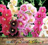 Alcea rosea (Hollyhock, Single Mixed)