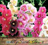 Alcea rosea Hollyhock, Single Mixed