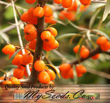 Hippophae rhamnoides (Sea Buckthorn, Seaberry)