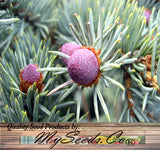 Picea pungens (Colorado Blue Spruce)