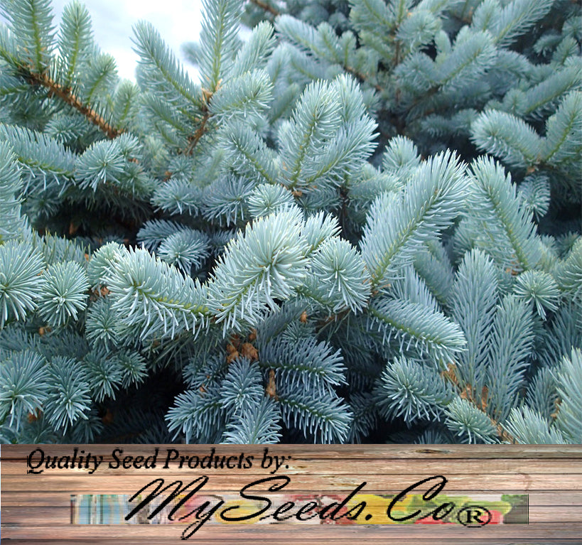 Picea　Blue　–　pungens　MySeedsCo　(Colorado　Spruce)