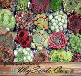 Sempervivum Hybridum  (Hen & Chicks Cactus Mixed) Succulent Seeds - 1,000 Seeds Per Pack