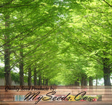 Metasequoia glyptostroboides (Dawn Redwood)