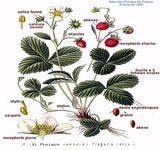Fragaria vesca (Wild Strawberry, Woodland Strawberry, Alpine Strawberry, European Strawberry, Fraise des bois)
