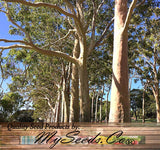 Eucalyptus Corymbia citriodora (Lemon-Scented Gum, Blue Spotted Gum, Lemon Eucalyptus)