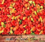 Ghost Pepper / Bhut Jolokia Pepper, HOT (Capsicum annuum)