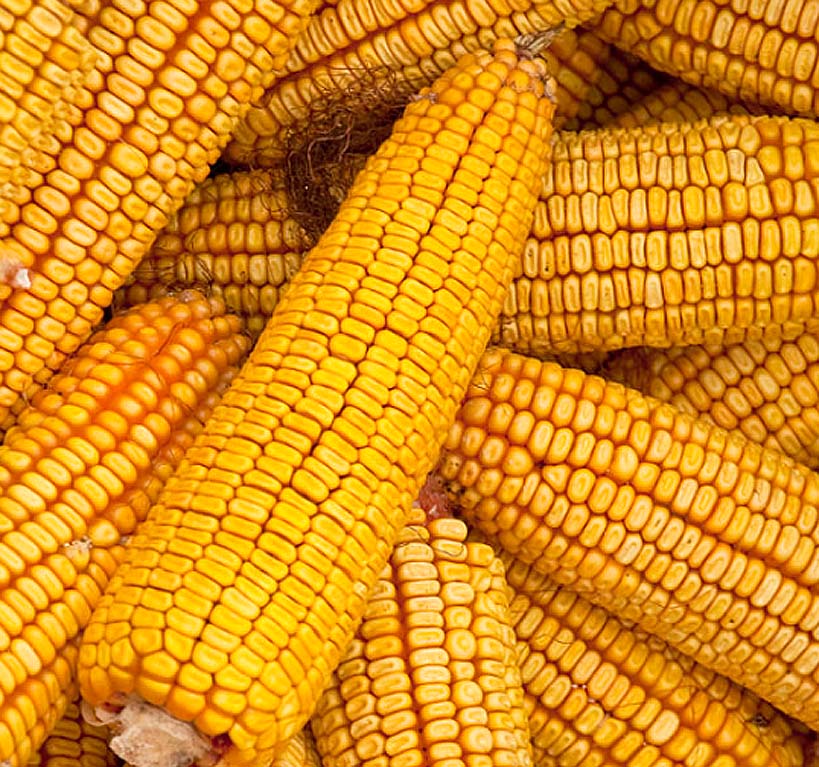 Reid's Yellow (Yellow Dent Field Corn - Heirloom Corn)  (Zea mays)