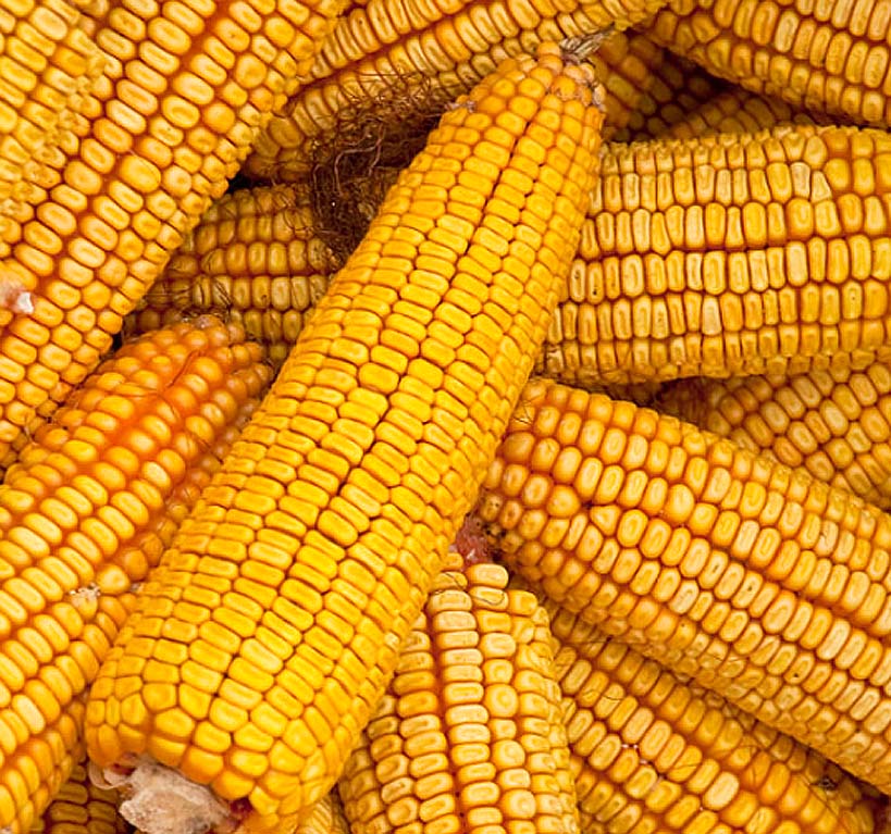 Corn Yellow Rectangle Reid's Yellow (Yellow Dent Field Corn - Heirloom Corn) (Zea mays ...