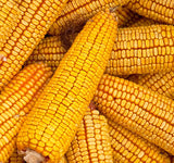 Reid's Yellow (Yellow Dent Field Corn - Heirloom Corn) (Zea mays)