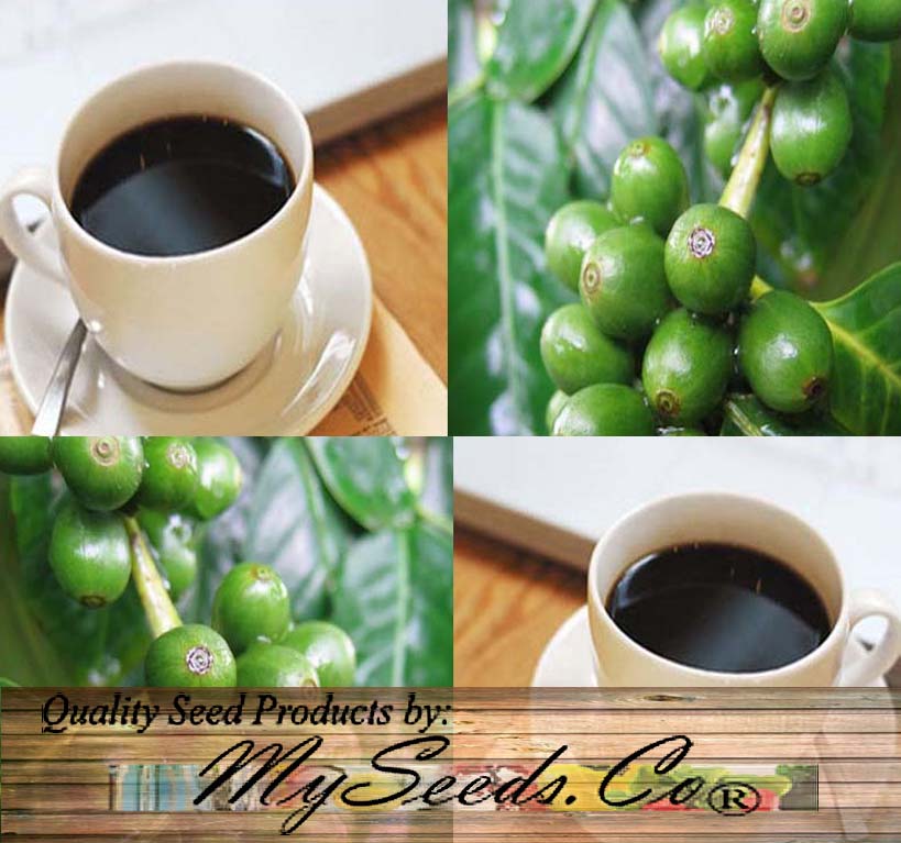 arabica coffee plant seeds Coffea arabica (Arabian Coffee, Coffee Tree) 1 oz (~125 Seeds)