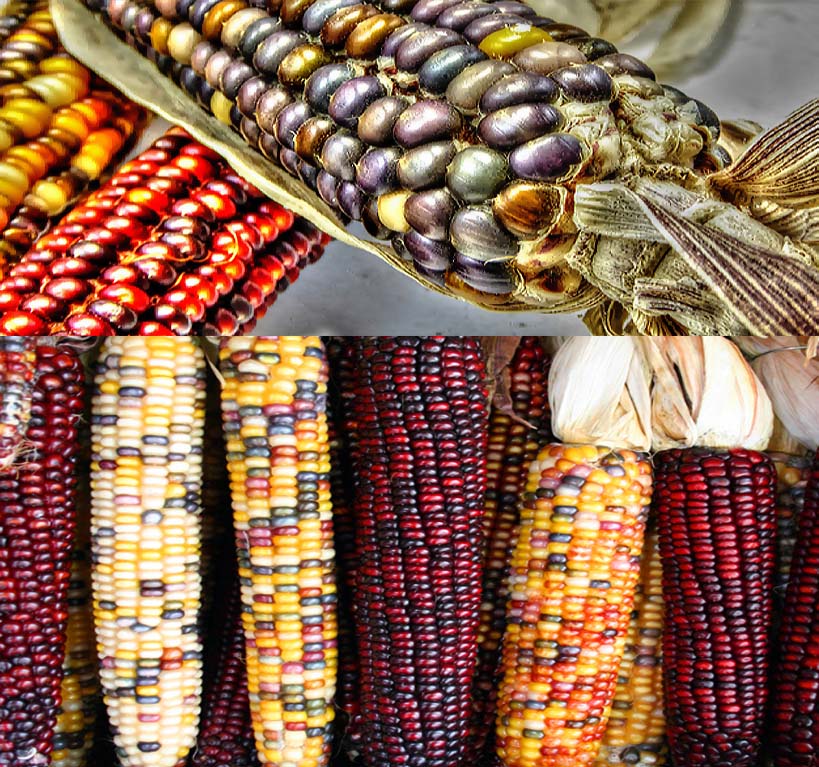 Indian Corn - Oldest varieties of Heirloom Corns (Zea mays)