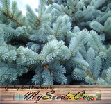 Picea pungens (Colorado Blue Spruce)