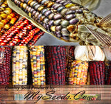 Indian Corn - Oldest varieties of Heirloom Corns (Zea mays)