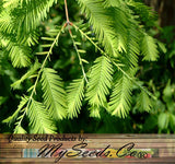 Metasequoia glyptostroboides (Dawn Redwood) Min. Cut 80% Germ.