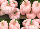 Porcelain Doll F1 Pink Pumpkin (Cucurbita maxima)