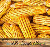 Reid's Yellow (Yellow Dent Field Corn - Heirloom Corn) (Zea mays)