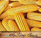 Reid's Yellow (Yellow Dent Field Corn - Heirloom Corn)  (Zea mays)
